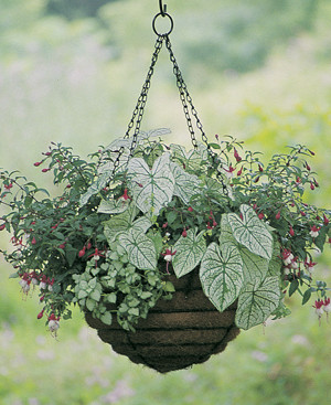 Wrought Iron Hanging Baskets w/Coco Liner