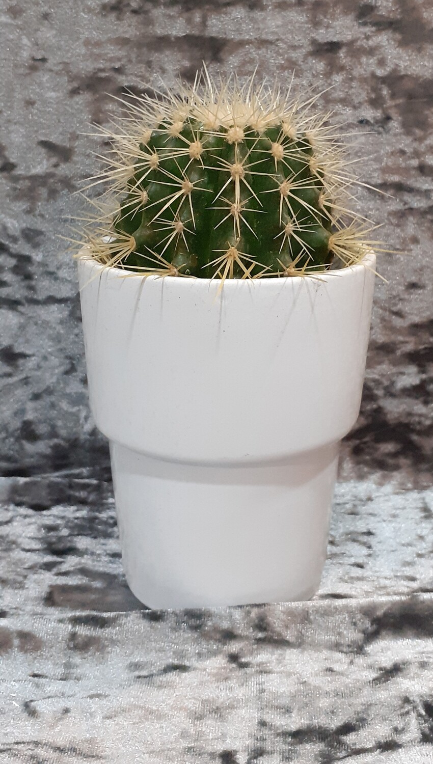 Cactus in vasetto bianco
