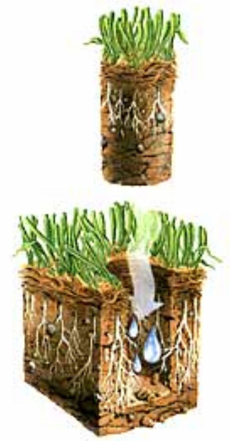 Lawn Core-Aeration Lawn Core-Aeration