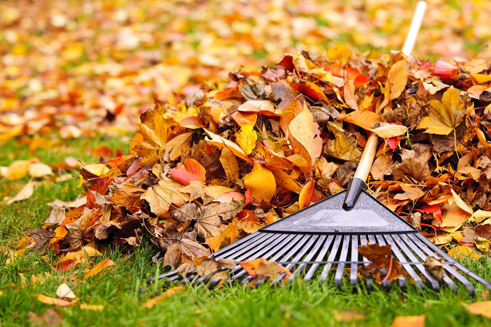 Fall Leaf Clean Up multi visit service Fall Leaf Clean Up multi visit service