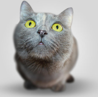 Shop Cat