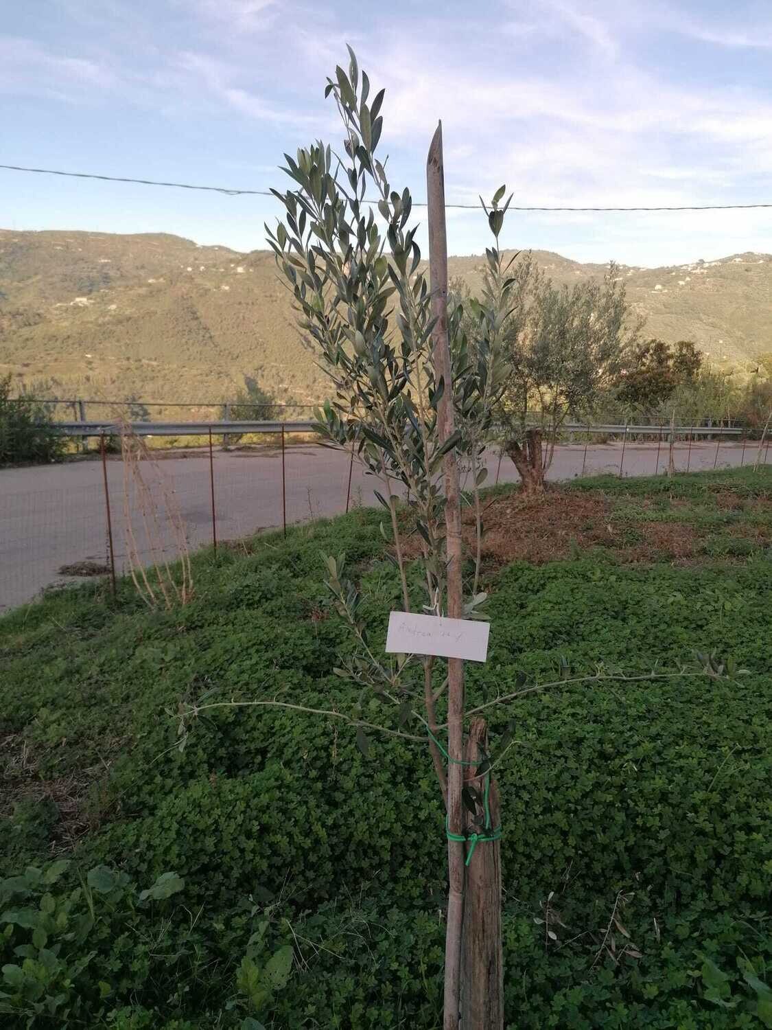 thuja alternative North Pole Arborvitae Thuja  Creekside Nursery, Inc