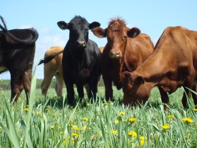 Grass-fed beef