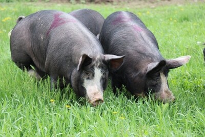 Pastured Berkshire pork