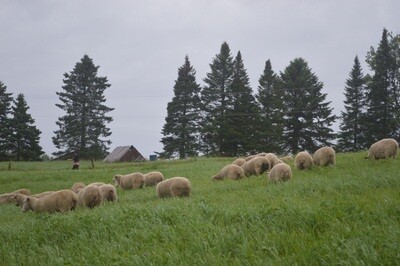 Pastured lamb