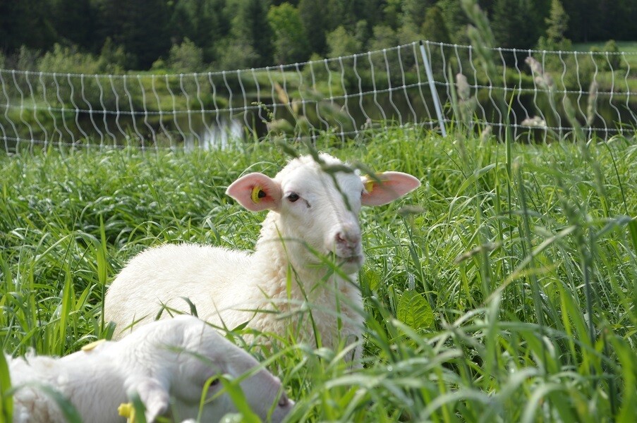 Half pastured lamb