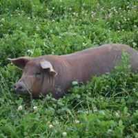 Half pastured Ferme d'ORée pork