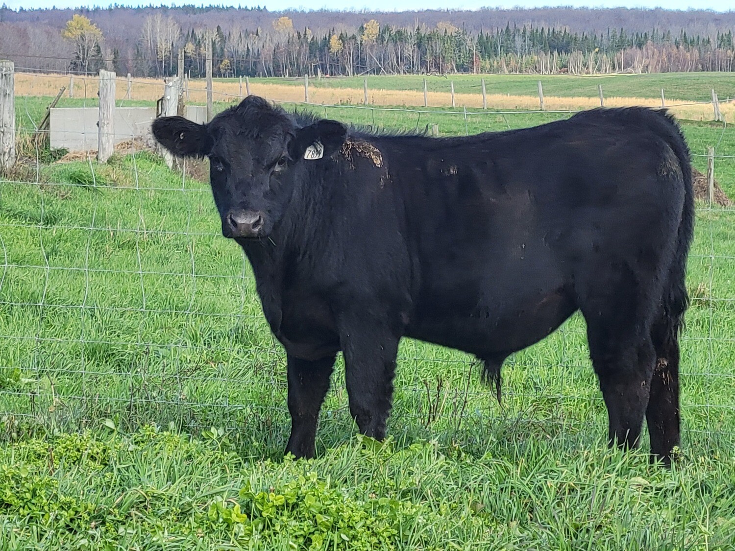 Half beef Angus Grassfed