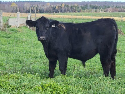 Demi boeuf Angus Nourri à l'herbe Demi boeuf Angus Nourri à l'herbe