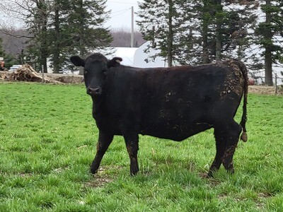 Quart de boeuf Angus nourri à l'herbe Quart de boeuf Angus nourri à l'herbe