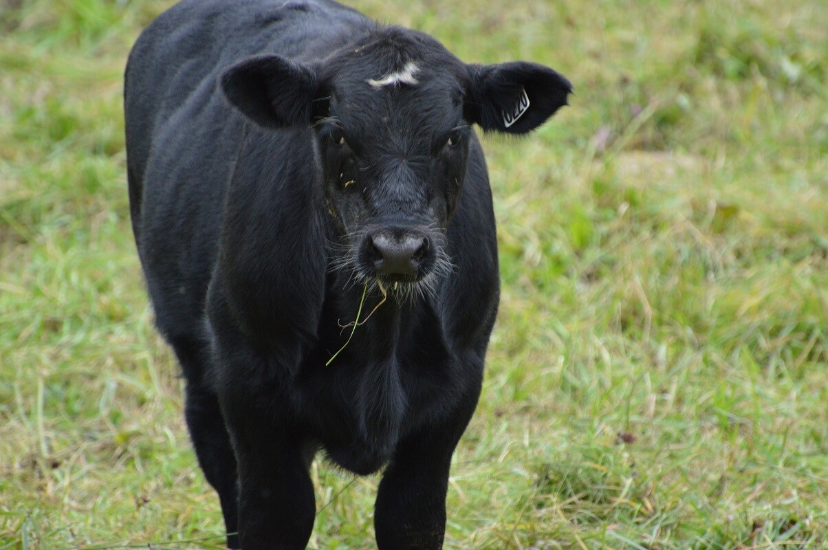 Not quite a quarter beef grass-fed Angus