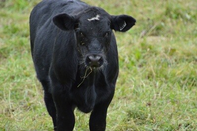 Not quite a quarter beef grass-fed Angus