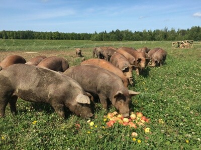 Pastured Ferme d'ORée Pork