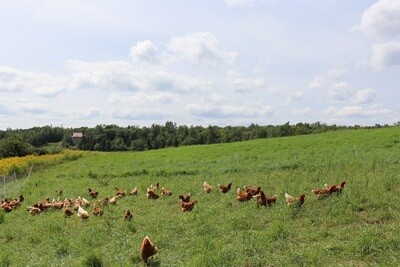 Pastured eggs