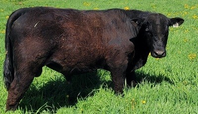2 year old Angus bull 'Puddles' DOR 3J, 7899