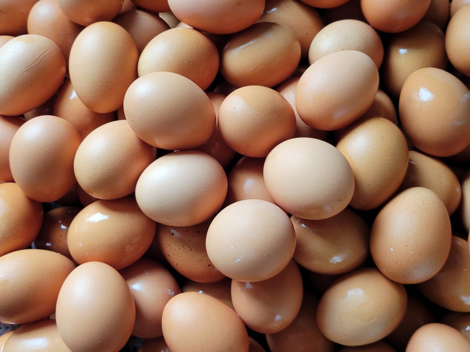 Pastured eggs