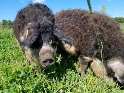 Whole pastured Mangalica pig Whole pastured Mangalica pig