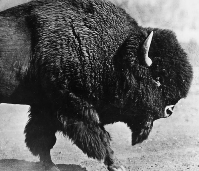 Bison