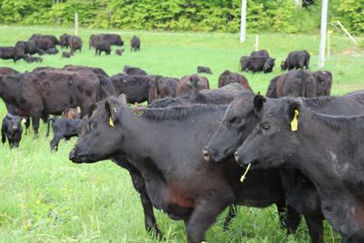 Quart de boeuf Angus nourri à l'herbe Quart de boeuf Angus nourri à l'herbe
