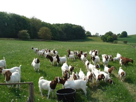 Ground pastured Boer goat