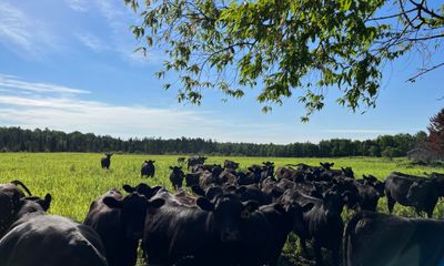 Grass-fed beef