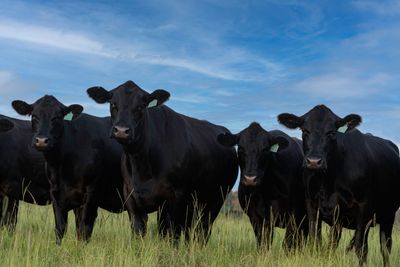 Grass-fed beef