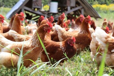 Pastured eggs, chicken, turkey and rabbit