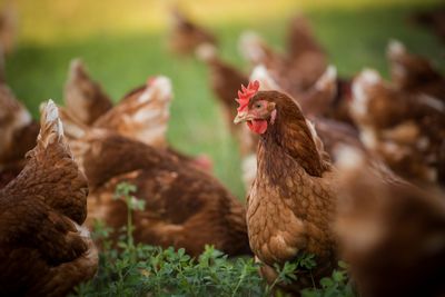 Pastured eggs, chicken, turkey and rabbit