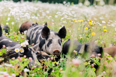 Pastured Pork