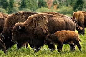 Grass-fed bison