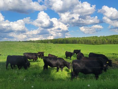 Ground beef grass-fed Angus Dry Aged +30 days