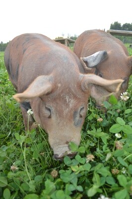 Whole pork