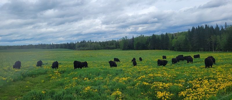 Unsalted grass-fed Angus Smokey Beef Broth 1L
