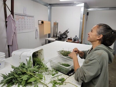 Saucisse fines herbes fraîches