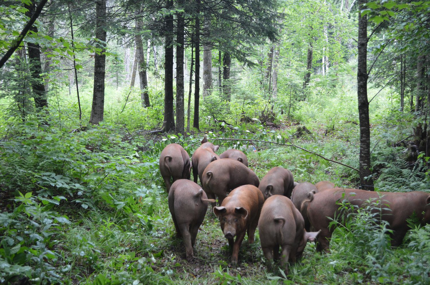 Pastured pork Ferme d'ORée backbones