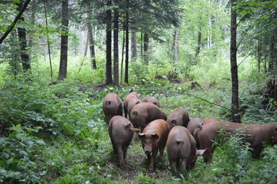 Pastured pork Ferme d'ORée backbones