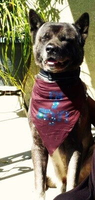 The Bandana:  2 Sexy !   F.W.
