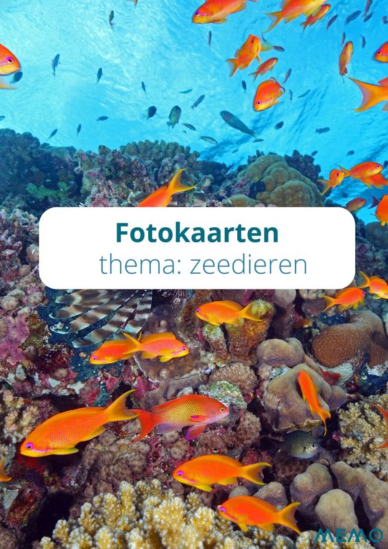 Fotokaarten - thema: zeedieren