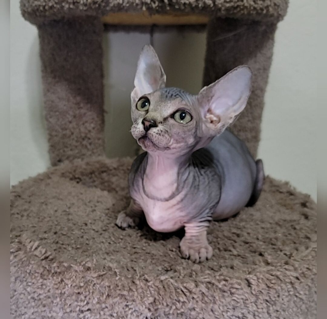 Mia