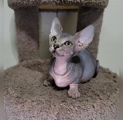 Mia