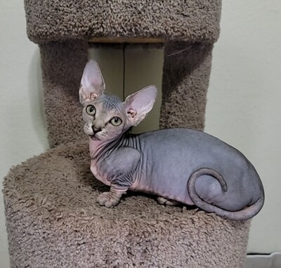 Mia