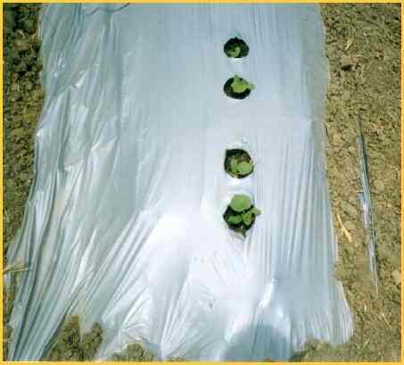 Rollos Plásticos Mulch Plata/Negro