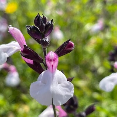 Salvia microphylla 'Di's Delight'