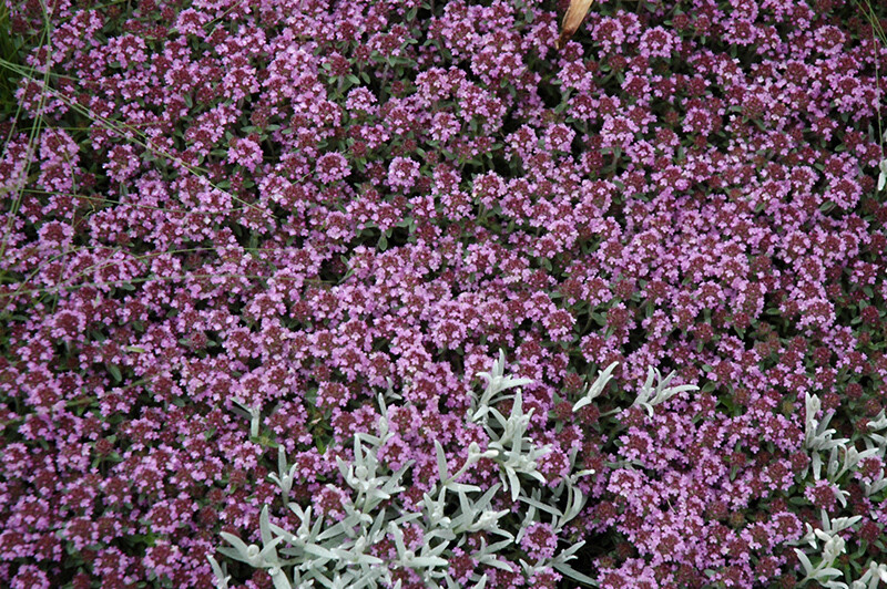Thymus serphllum Pink Chintz