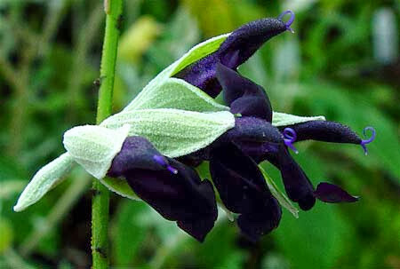 Salvia discolour
