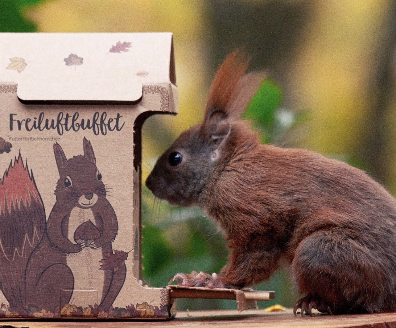 Freiluftbuffet Eichhörnchen