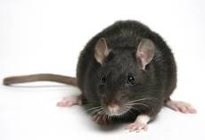 Pest Control