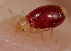 Bed Bug Thermal Treatment