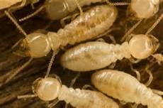 Subterranean Termite Treatment