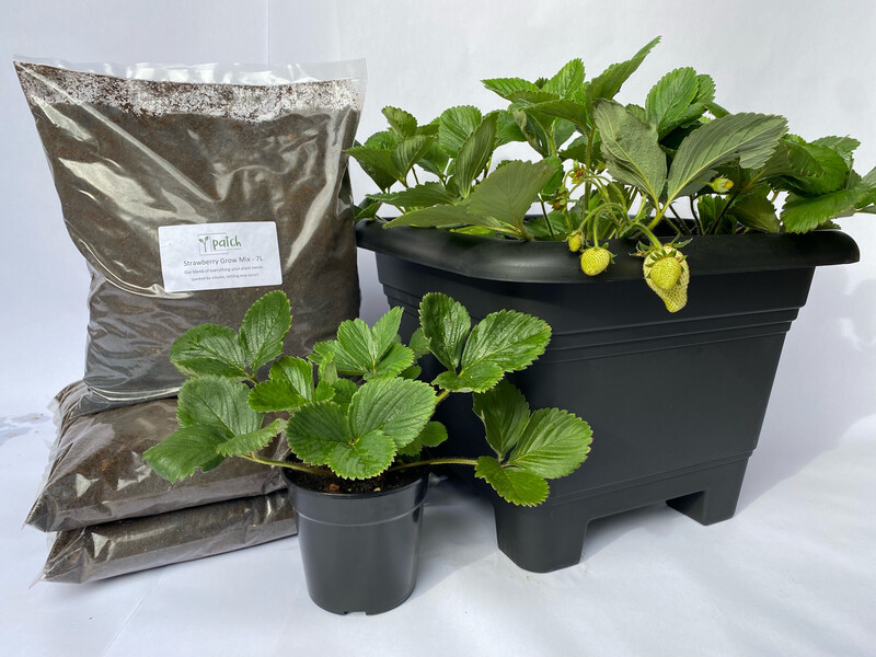 Grow Kit (Strawberry)